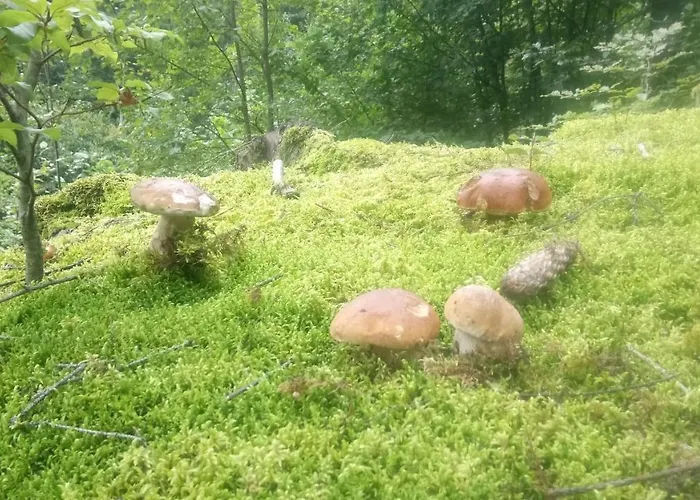 на галіції 度假居